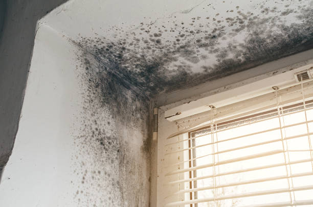 Affordable Mold Cleanup solutions in Wendell, NC